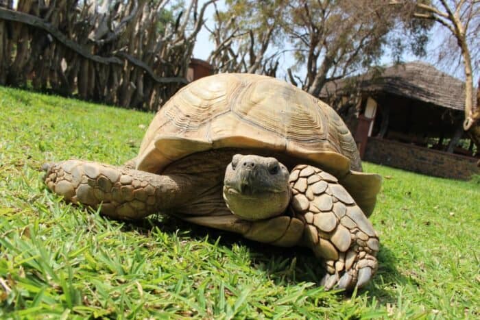 Fathala Wildlife Reserve, Senegal, Turtle