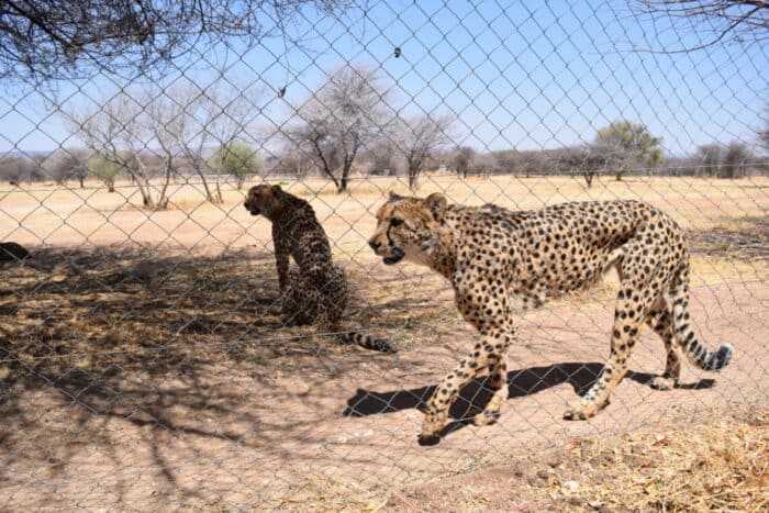 Cheetah Conservation Fund, Cheetah Feeding, Otjiwarongo, Namibia