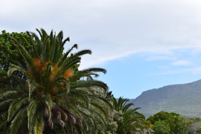 Kirstenbosch Botanical Garden, Cape Town, South Africa