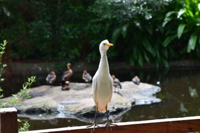 Bird Sanctuary, Aviary, Birds of Eden, Plettenberg Bay, South Africa