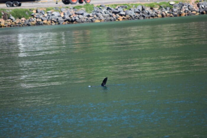 Seal, Mariners Wharf, Hout Bay, Cape Town, South Africa