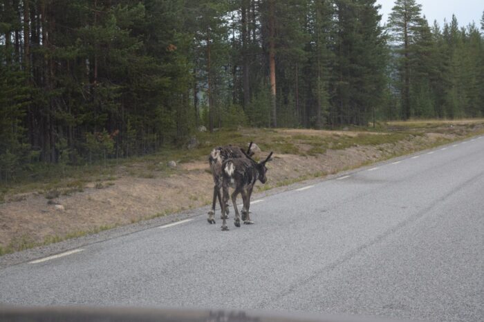 Reindeer, Lapland, Sweden