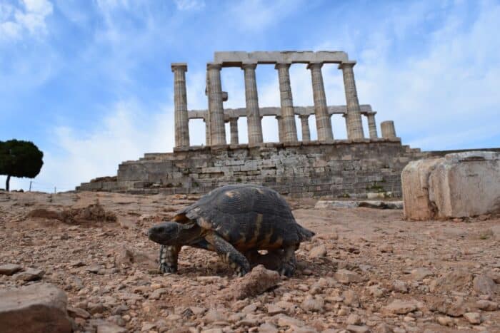 Cape Sounion, Temple of Poseidon, Turtle, Greece