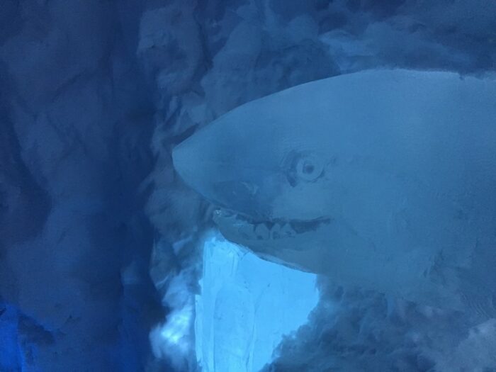Ice Hotel, Jukkasjärvi, Sweden, shark