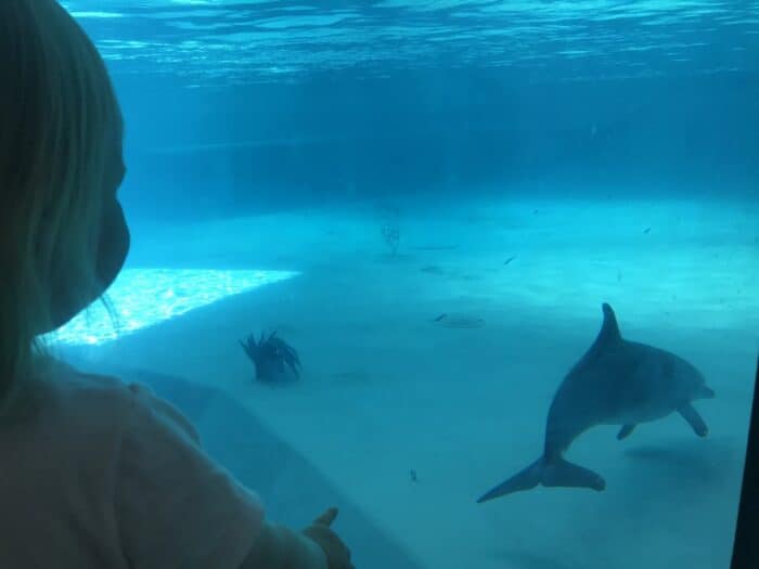 Kolmården Wildlife Park, Sweden, Zoo, Dolphins