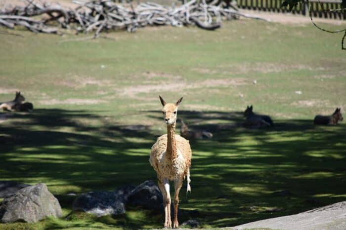 Kolmården Wildlife Park, Sweden, Zoo, South America, Vicuña