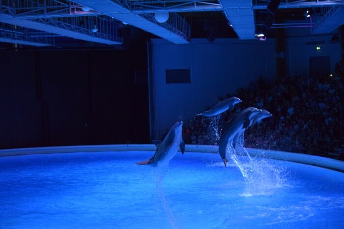 Kolmården Wildlife Park, Sweden, Zoo, Dolphins
