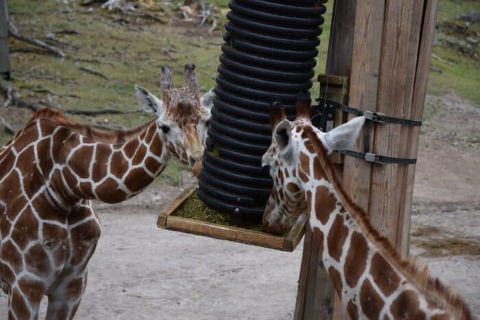 Kolmården Wildlife Park, Sweden, Zoo, Giraffa camelopardalis reticulata, Reticulated giraffe, Somali giraffe