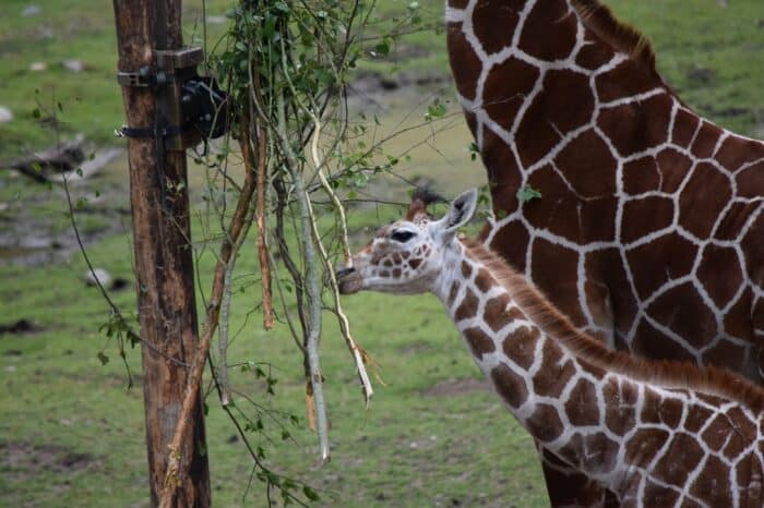 Kolmården Wildlife Park, Sweden, Zoo, Giraffa camelopardalis reticulata, Reticulated giraffe, Somali giraffe