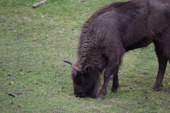 Kolmården Wildlife Park, Sweden, Zoo, Wisent, European Bison