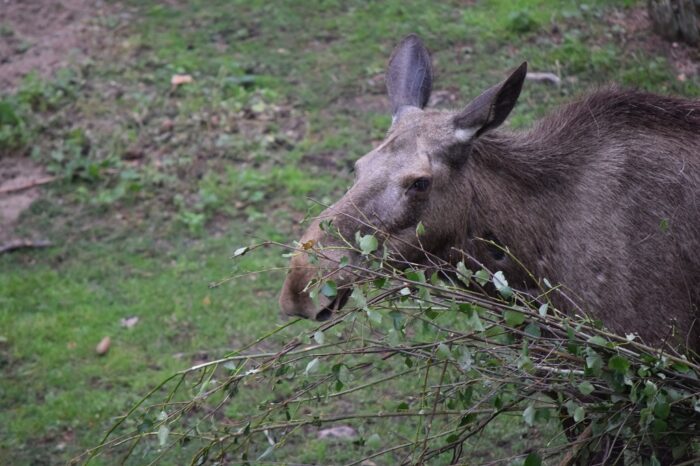 Kolmården Wildlife Park, Sweden, Zoo, Elk, Moose