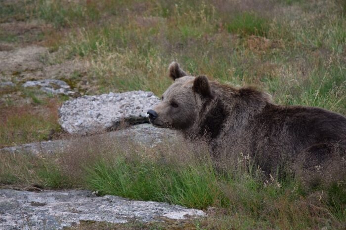 Kolmården Wildlife Park, Sweden, Zoo, Brown Bear