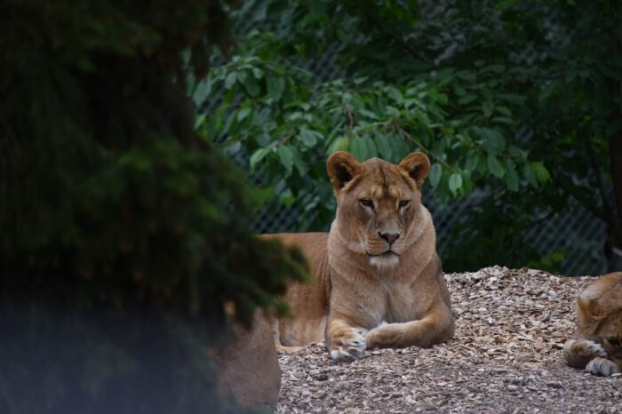 Kolmården Wildlife Park, Sweden, Zoo, Lioness