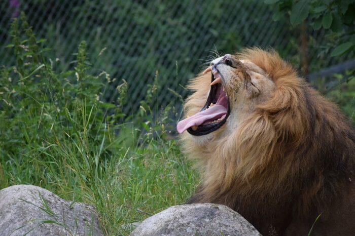 Kolmården Wildlife Park, Sweden, Zoo, Lion roar