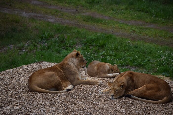 Kolmården Wildlife Park, Sweden, Zoo, Lions