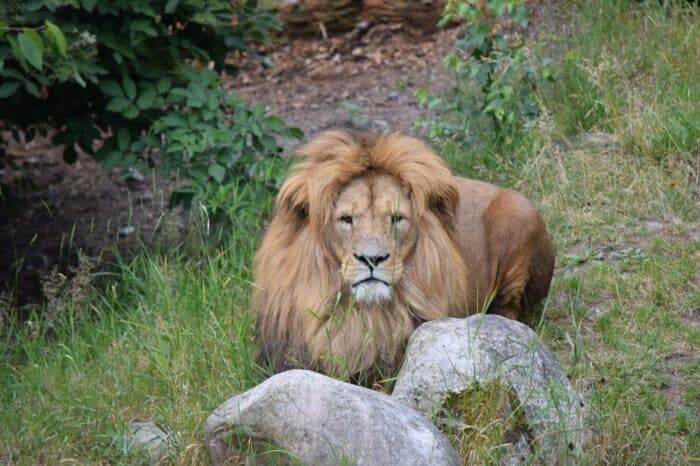 Kolmården Wildlife Park, Sweden, Zoo, Lion male