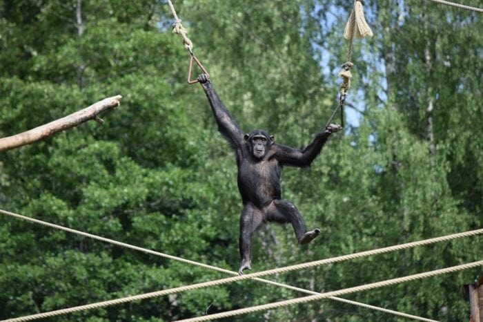 Kolmården Wildlife Park, Sweden, Zoo, Chimpanzee