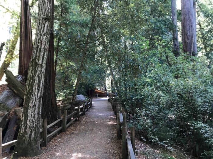 Big Basin Redwoods State Park, California, United States, Redwood Loop