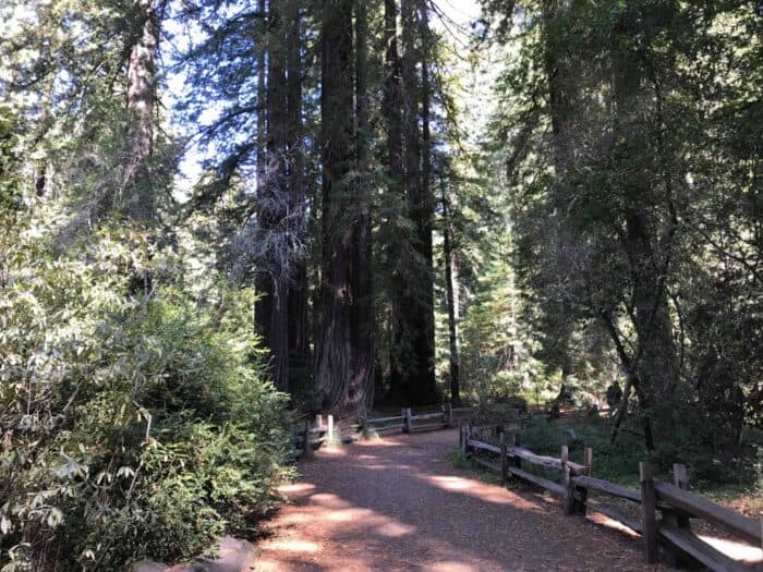 Big Basin Redwoods State Park, California, United States