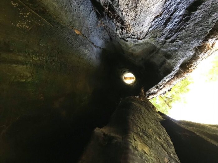 Big Basin Redwoods State Park, California, United States, Fire Chimney