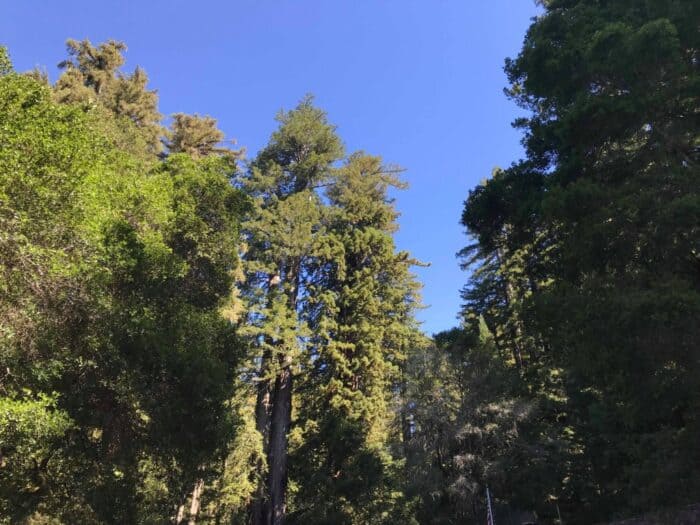 Big Basin Redwoods State Park, California, United States