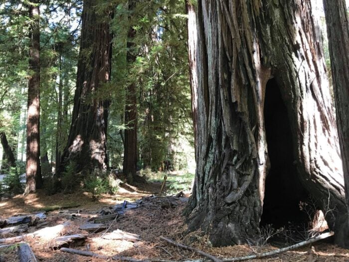Big Basin Redwoods State Park, California, United States
