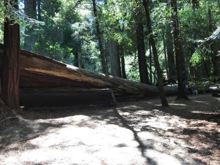 Big Basin Redwoods State Park, California, United States