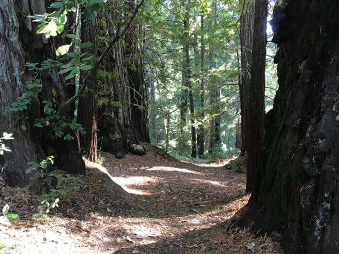 Big Basin Redwoods State Park, California, United States