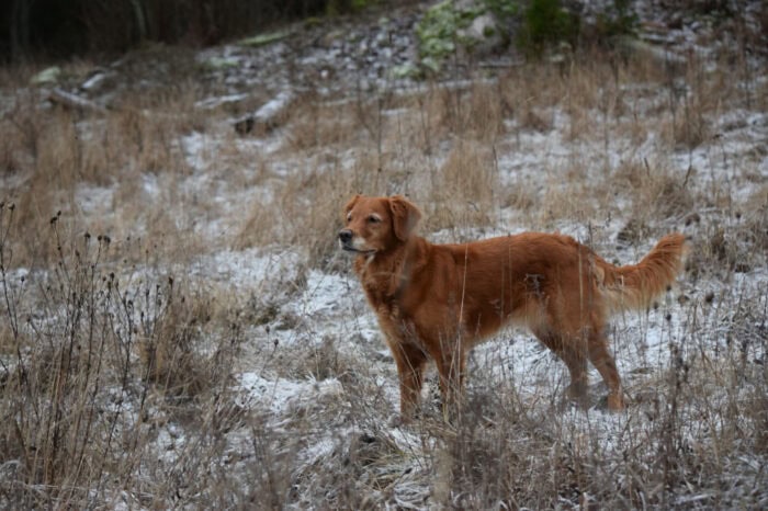 Trixie, Golden Retriever, Månbacken, Västerljung, Nynäs, Sweden, Sverige