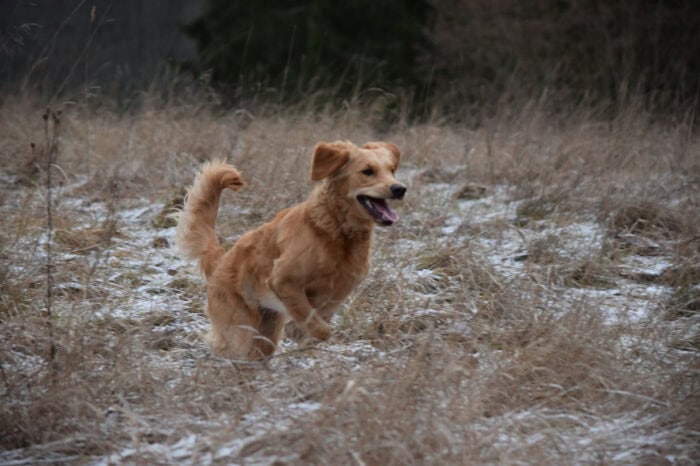 Cleo, Golden Retriever, Månbacken, Västerljung, Nynäs, Sweden, Sverige