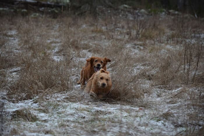 Trixie, Cleo, Golden Retriever, Månbacken, Västerljung, Nynäs, Sweden, Sverige