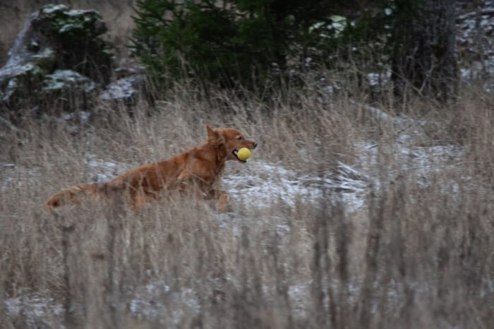 Trixie, Golden Retriever, Månbacken, Västerljung, Nynäs, Sweden, Sverige
