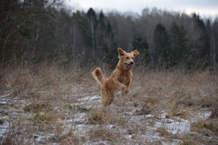 Cleo, Golden Retriever, Månbacken, Västerljung, Nynäs, Sweden, Sverige