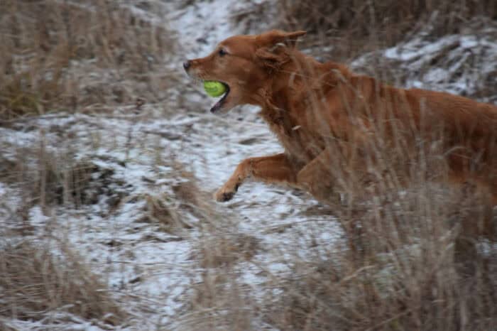 Trixie, Golden Retriever, Månbacken, Västerljung, Nynäs, Sweden, Sverige