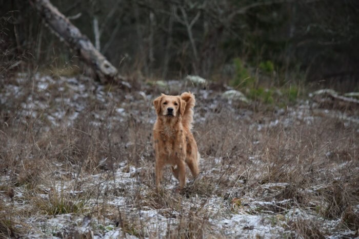 Cleo, Golden Retriever, Månbacken, Västerljung, Nynäs, Sweden, Sverige