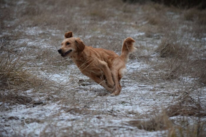Cleo, Golden Retriever, Månbacken, Västerljung, Nynäs, Sweden, Sverige