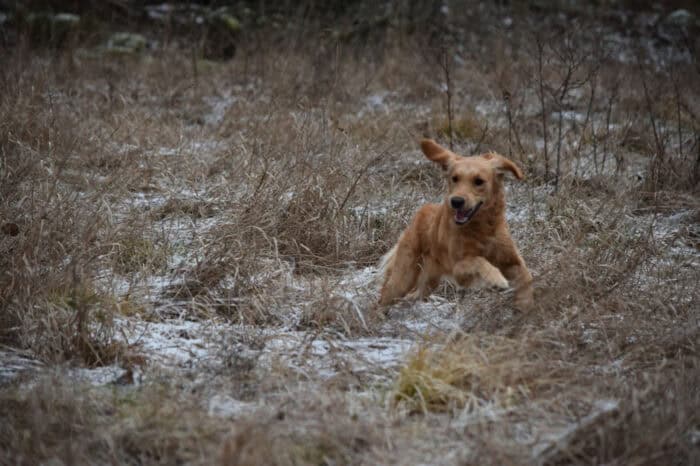 Cleo, Golden Retriever, Månbacken, Västerljung, Nynäs, Sweden, Sverige