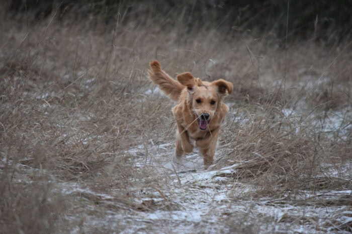 Cleo, Golden Retriever, Månbacken, Västerljung, Nynäs, Sweden, Sverige