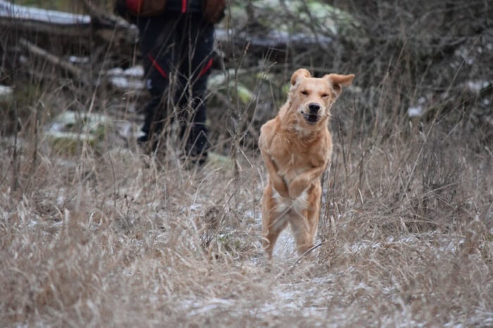 Cleo, Golden Retriever, Månbacken, Västerljung, Nynäs, Sweden, Sverige