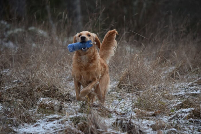 Cleo, Golden Retriever, Månbacken, Västerljung, Nynäs, Sweden, Sverige