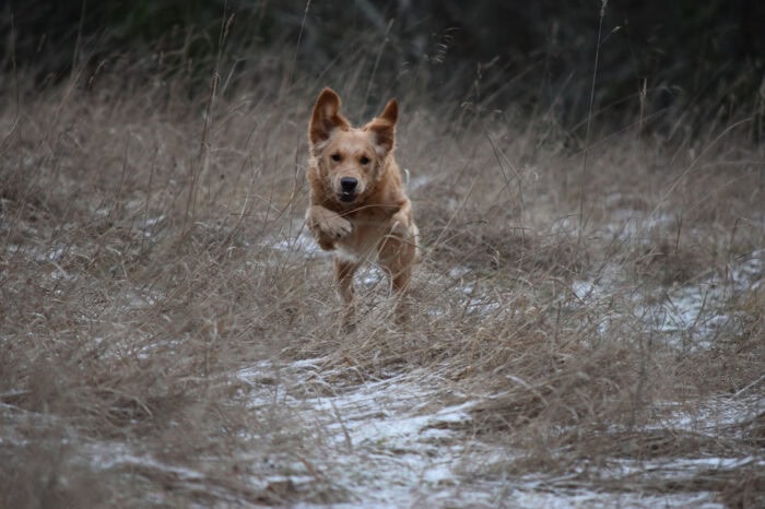 Cleo, Golden Retriever, Månbacken, Västerljung, Nynäs, Sweden, Sverige