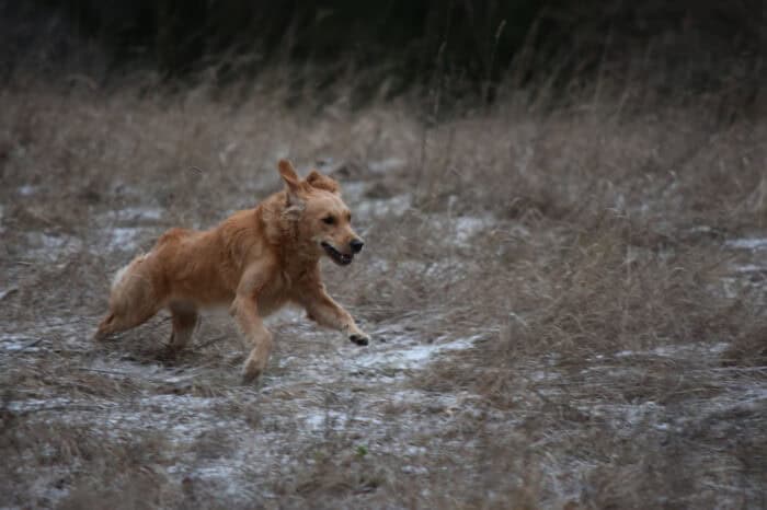 Cleo, Golden Retriever, Månbacken, Västerljung, Nynäs, Sweden, Sverige