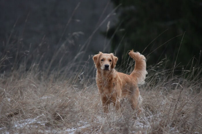Cleo, Golden Retriever, Månbacken, Västerljung, Nynäs, Sweden, Sverige