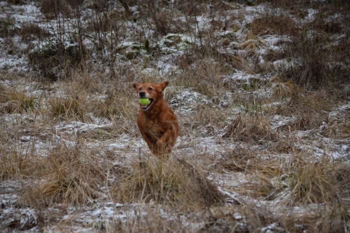 Trixie, Golden Retriever, Månbacken, Västerljung, Nynäs, Sweden, Sverige