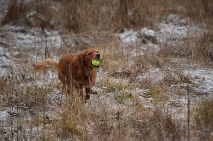 Trixie, Golden Retriever, Månbacken, Västerljung, Nynäs, Sweden, Sverige