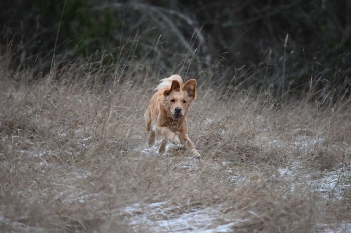 Cleo, Golden Retriever, Månbacken, Västerljung, Nynäs, Sweden, Sverige