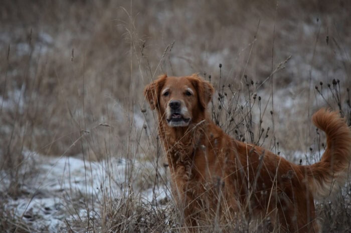Trixie, Golden Retriever, Månbacken, Västerljung, Nynäs, Sweden, Sverige