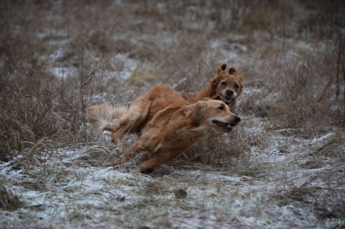 Trixie, Cleo, Golden Retriever, Månbacken, Västerljung, Nynäs, Sweden, Sverige