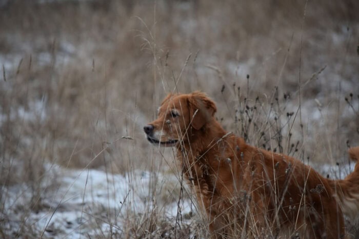 Trixie, Golden Retriever, Månbacken, Västerljung, Nynäs, Sweden, Sverige