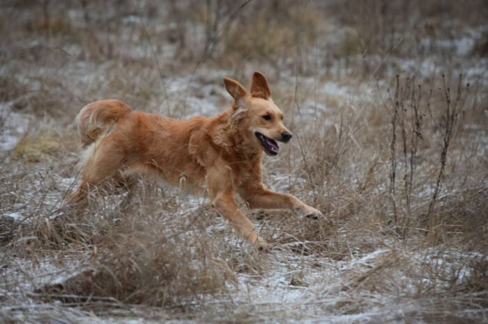 Cleo, Golden Retriever, Månbacken, Västerljung, Nynäs, Sweden, Sverige